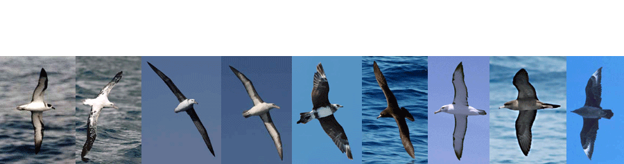 Southern Oceans Seabird Study Association Inc. (SOSSA)